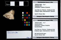Foto (Objekt + Etikett) von Goniodromites sp.  (NHMW-GEO-1990-0041-4666)